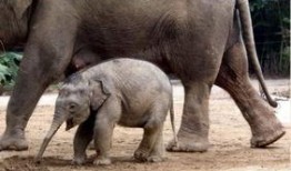 河南大象新闻一线爆料最新消息,最新爆料揭示惊人真相！