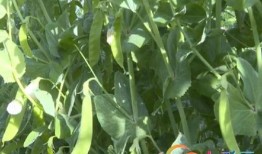 云南黄瓜价格最新爆料,涨跌背后的市场动态