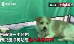 向死而生二狗最新爆料视频,揭秘背后惊人真相