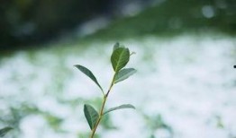 茶农世家最新爆料,传承千年的神秘茶事