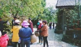 茶农世家最新爆料,传承千年的神秘茶事