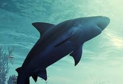 食人鲨最新爆料,揭秘深海恐怖真相