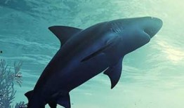 食人鲨最新爆料,揭秘深海恐怖真相