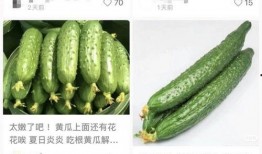 云南黄瓜价格最新爆料,涨跌背后的市场动态