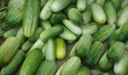 云南黄瓜价格最新爆料,涨跌背后的市场动态