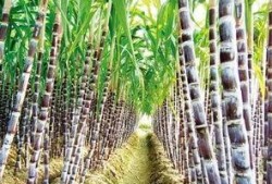 郑州甘蔗爆料事件视频最新,揭露背后惊人真相