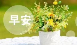 早安最新爆料新闻视频,最新爆料新闻视频深度解析