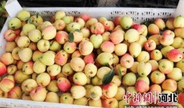 石家庄水果最新爆料