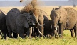 河南大象新闻一线爆料最新消息,最新爆料揭示惊人真相！